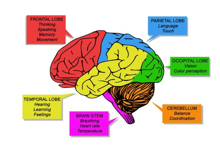 Functions of different parts of the brain