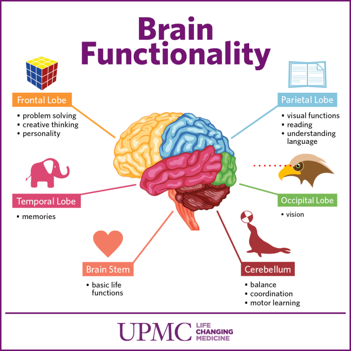 Brain human diagram its divisions simple primary parts labeled functions kids showing anatomy part main areas different description lobes detailed