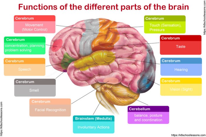 Functions of different parts of the brain